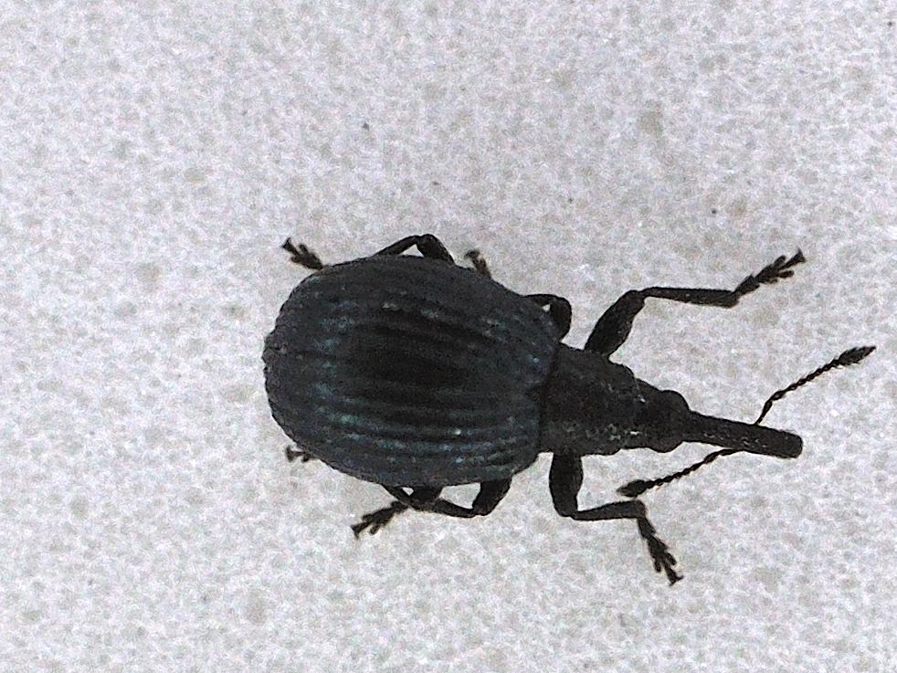 Apion sp.